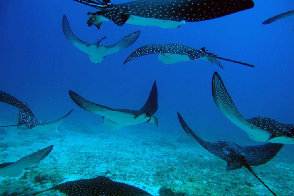 Ecuador-Galapagos-Tailormade-Tours-Floreana_Scuba-Diving_Rays