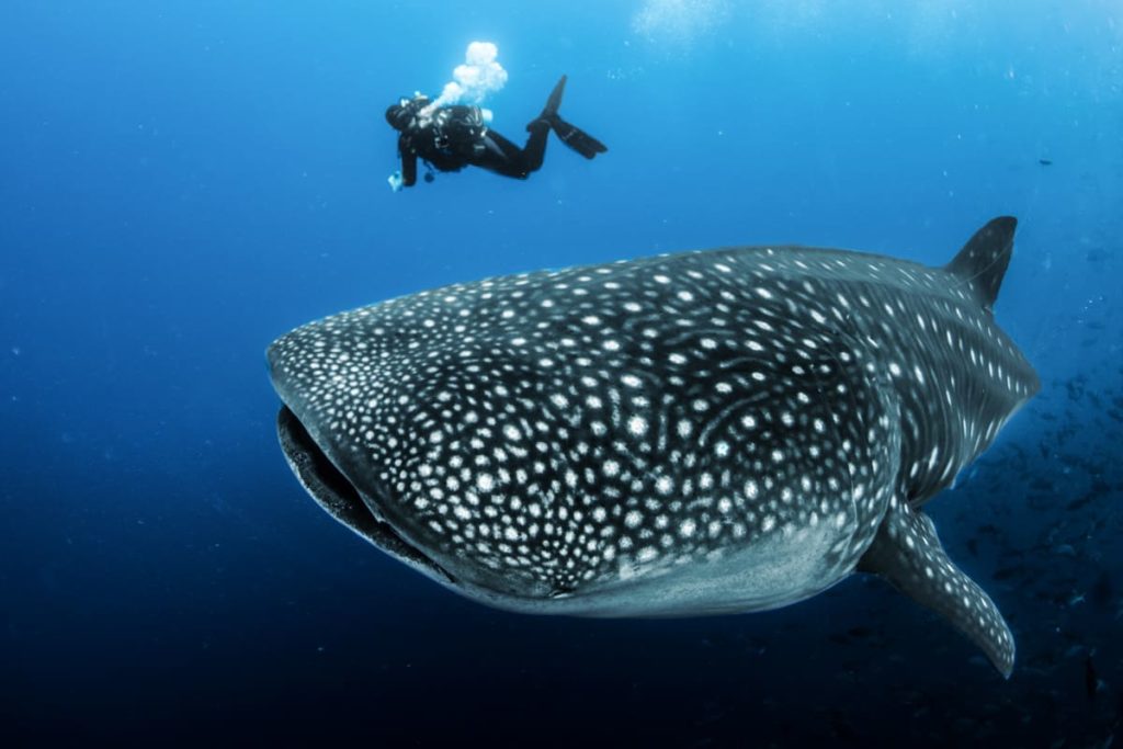 Galapagos-Islands-Scuba-Diving-9