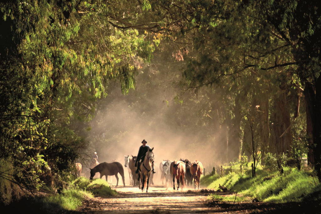 Hacienda-Zuleta-caballos1