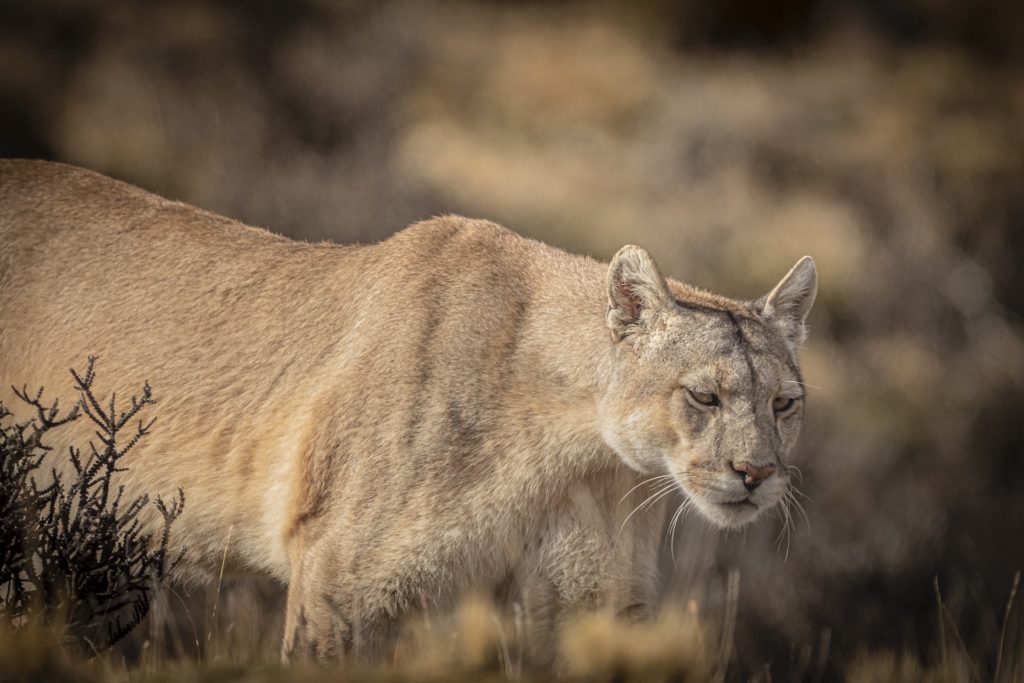 Puma