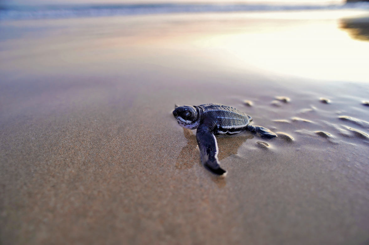 Sea Turtle Hatchling Release