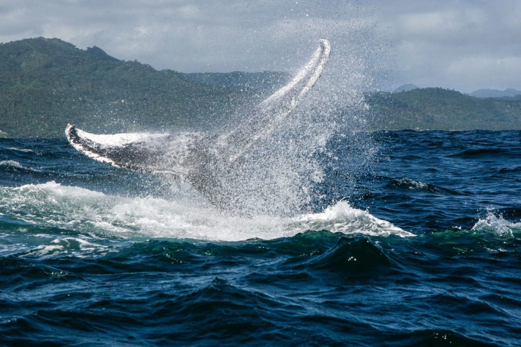 Whales 2-min