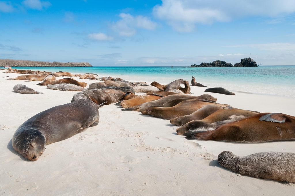 sea-lions-beach-espanola-island-galapagos-ecuador