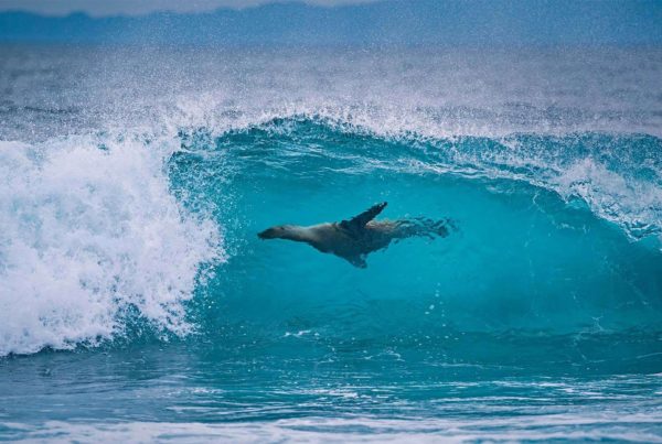 Galapagos Islands