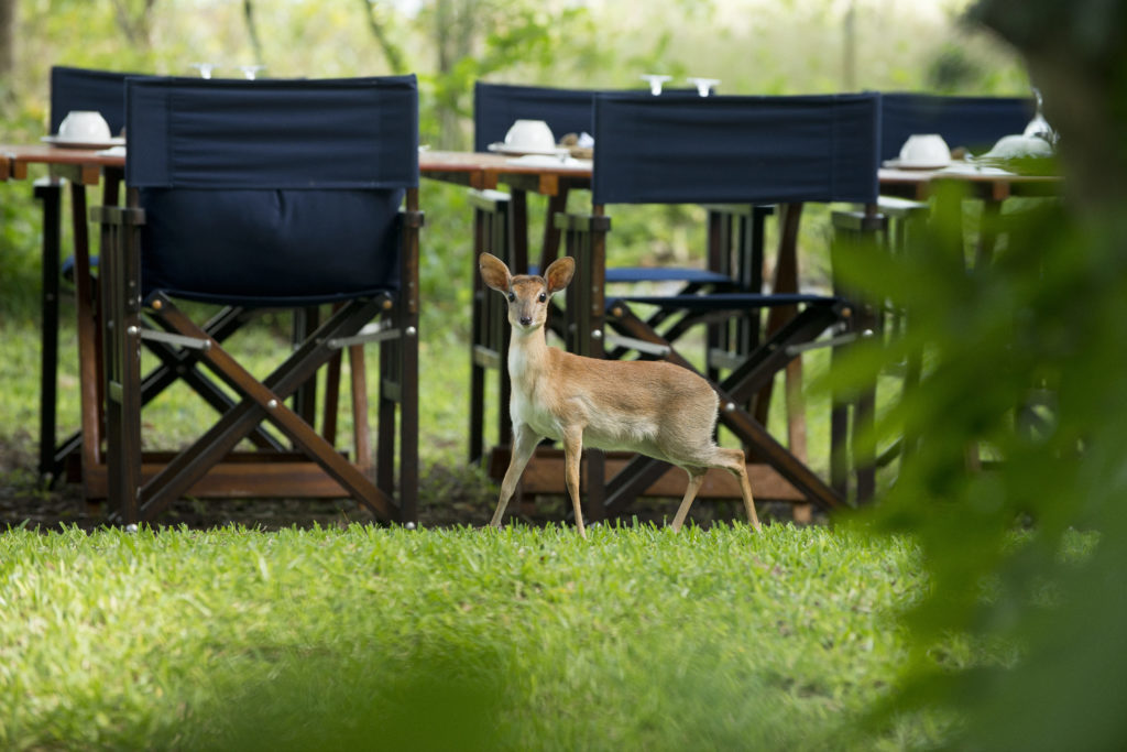 Suni-antelope-resident-wildlife-andBeyond-Benguerra