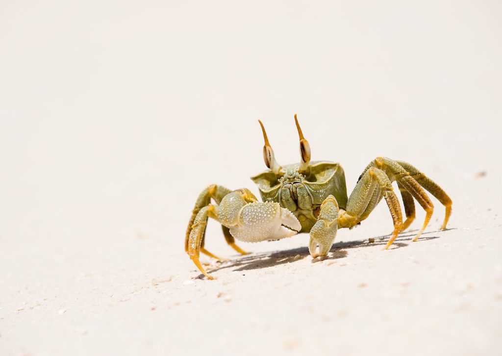 Vamizi-Island-Wildlife-Crab-1