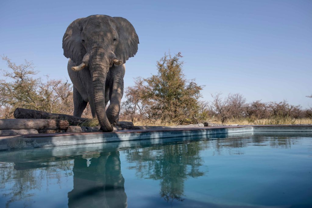 22Camp-Kalahari---Ellie-by-the-swimming-pool