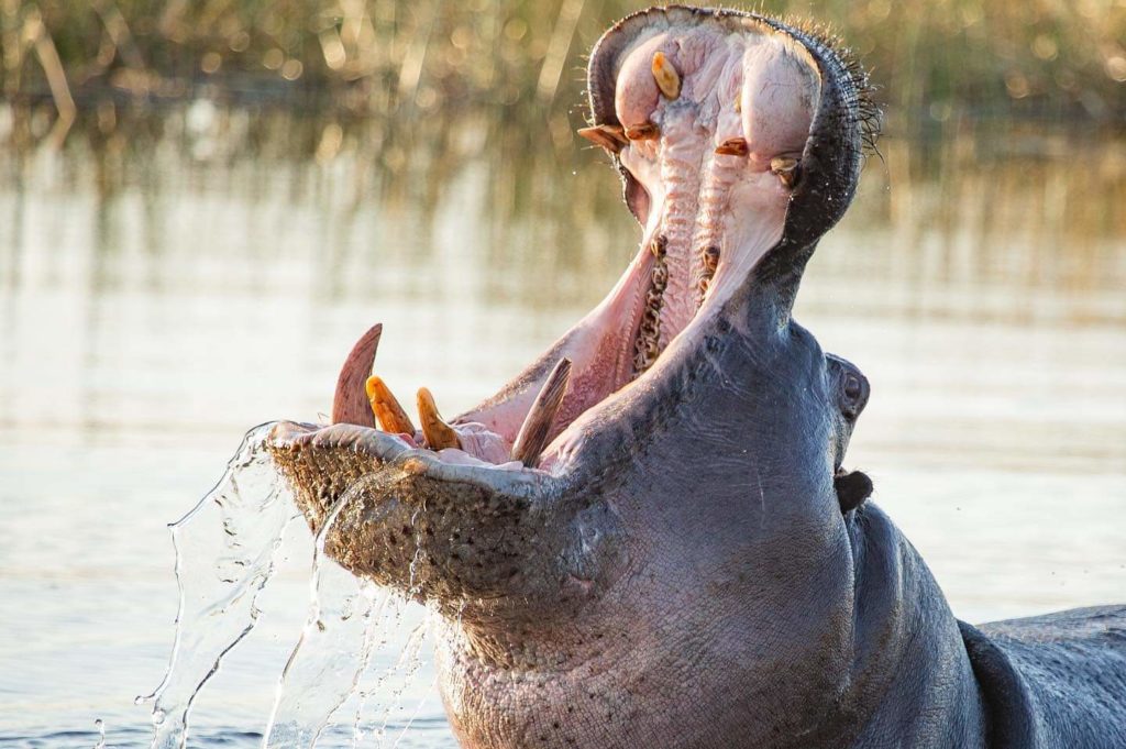 298288520_500875985372816_5457172311835642681_n