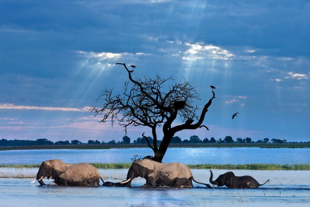 A,Group,Of,African,Elephants,(loxodonta,Africana),Crossing,The,Chobe