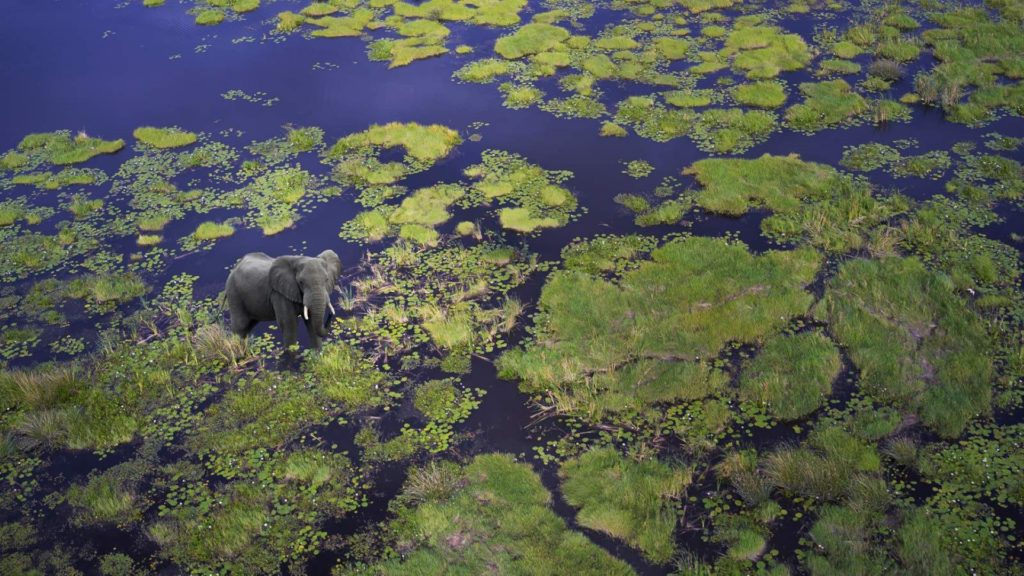 elephant-dans-le-delta-de-l-okavango-au-botswana-Large