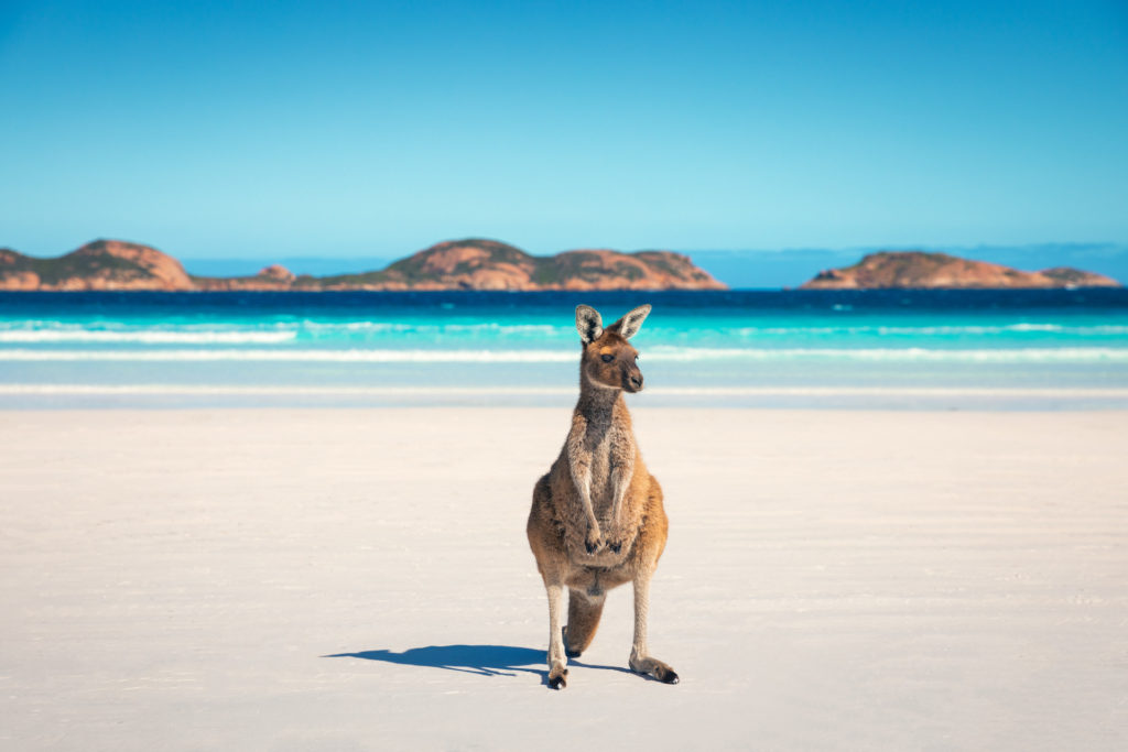 Lucky Bay Kangaroo