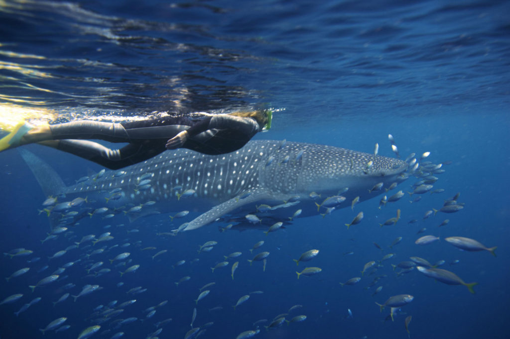 SS-Ningaloo Reef-Swimming-with-whale-sharks-small fish