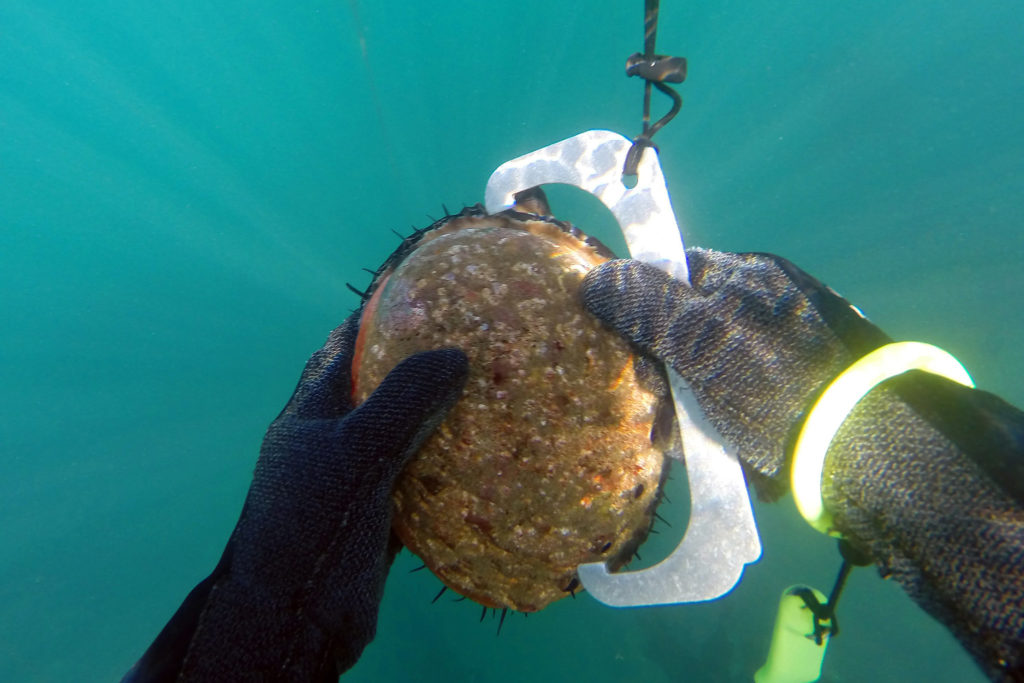 dive for abalone in australia