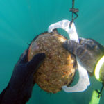 dive for abalone in australia