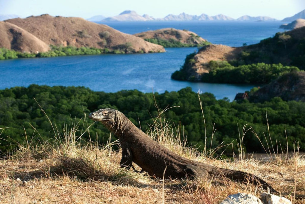 Komodo dragon