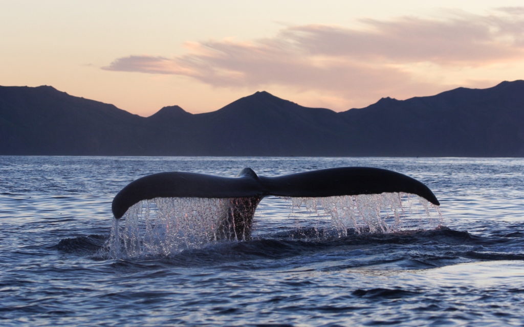 StillpointLodge wildlife Whale Tale