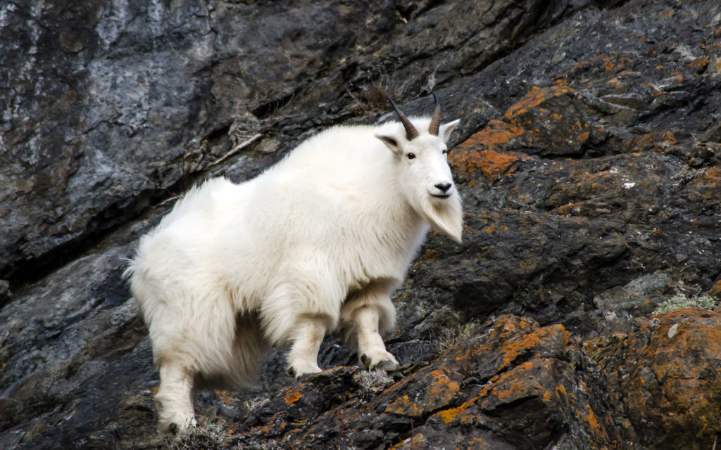 Mountain Goat