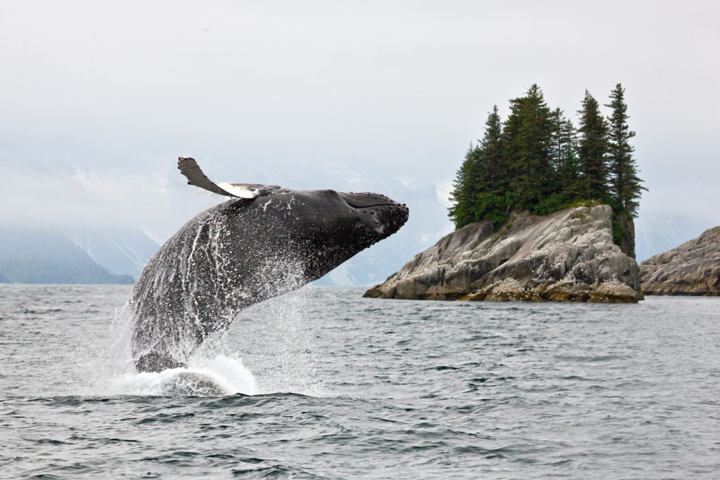 Alaska. Humpback whale breaching jumping.