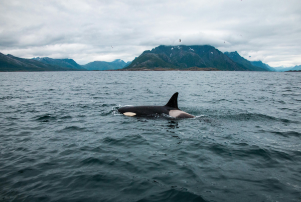 Orca surfacing in a Norwegian fjord surrounded by dramatic mountain scenery.