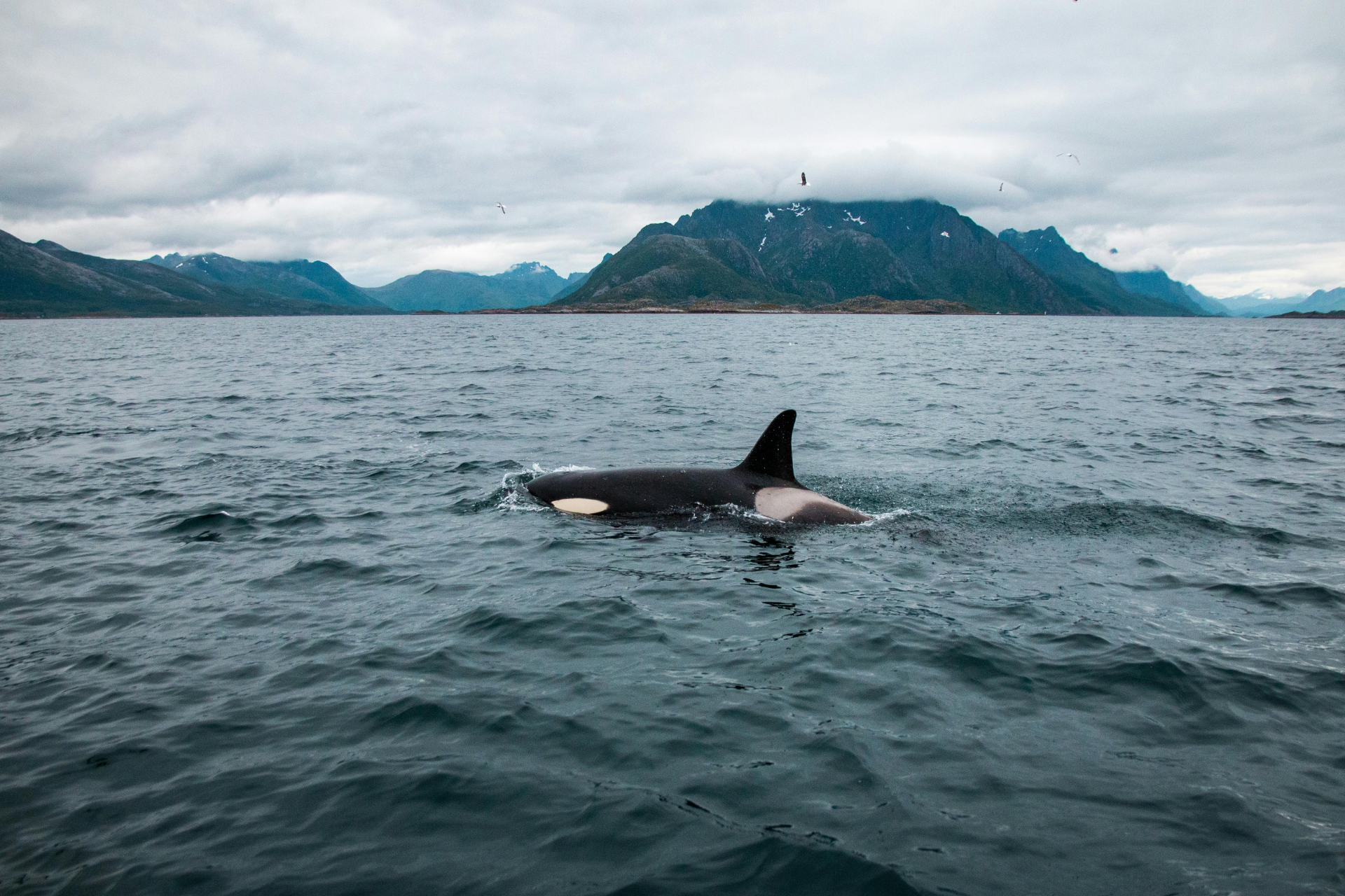 Swim with Wild Orcas in Norway