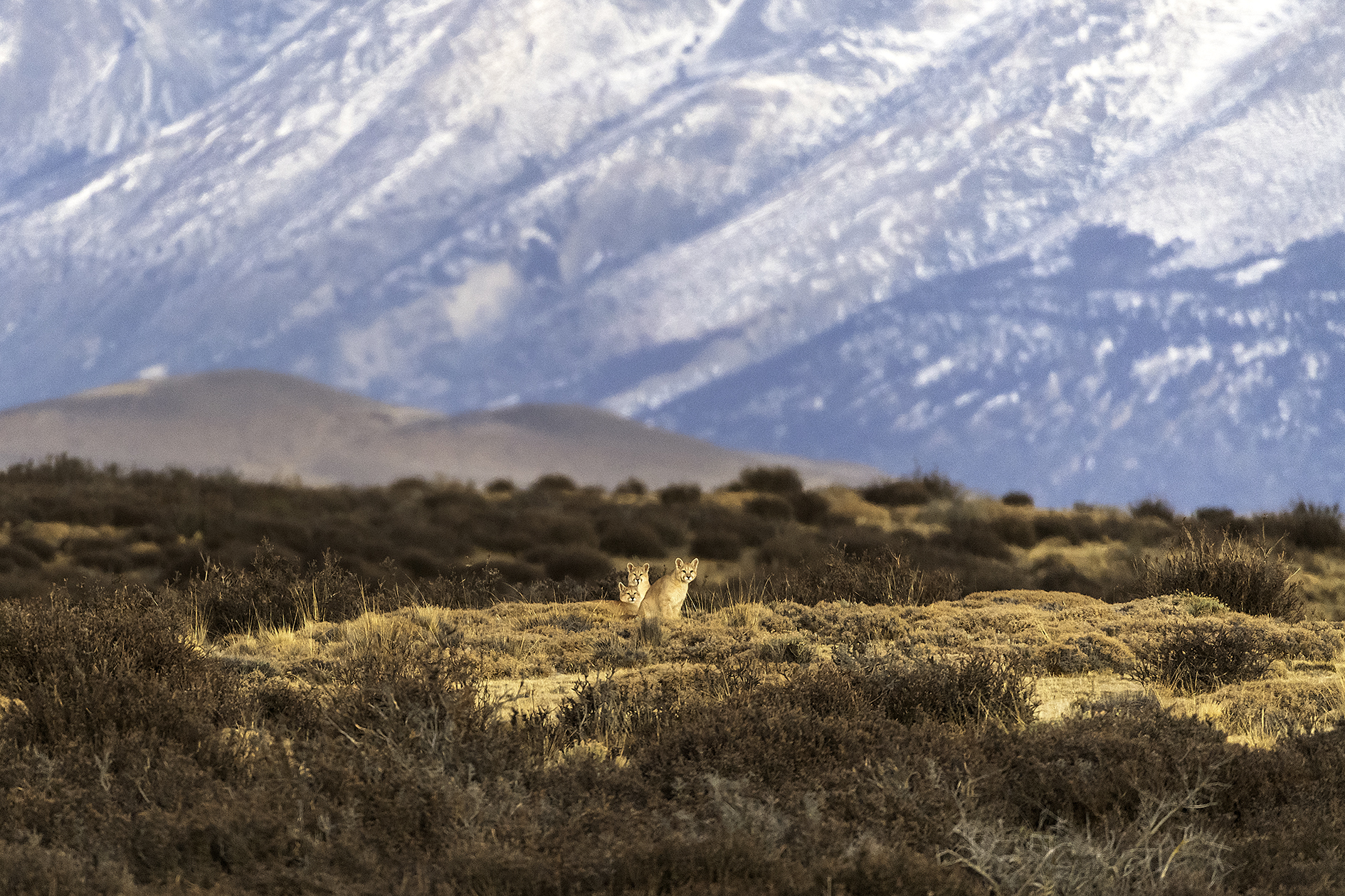 Puma Safari in Patagonia