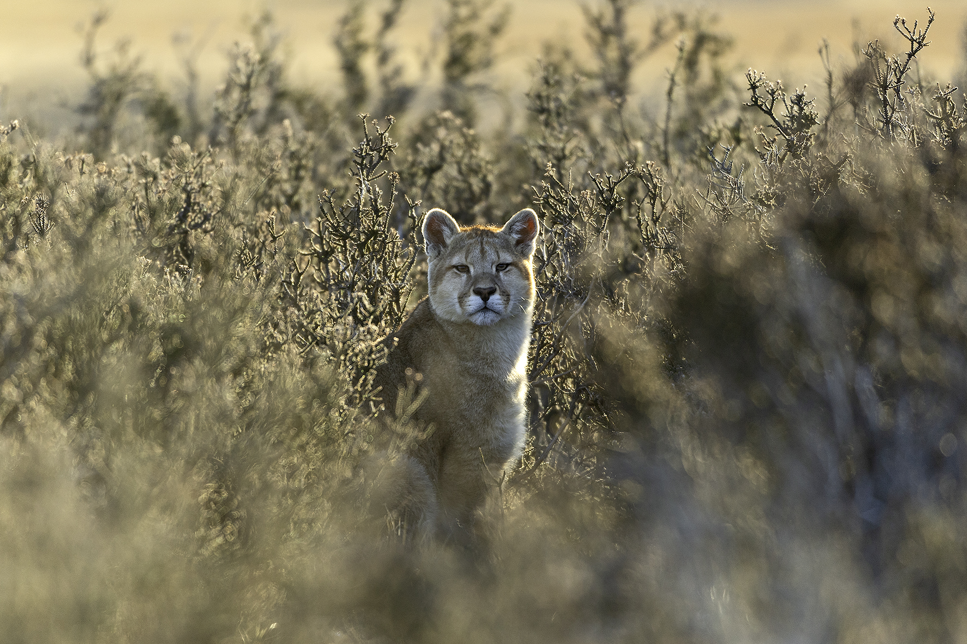 Puma Safari in Patagonia - The Legacy Untold