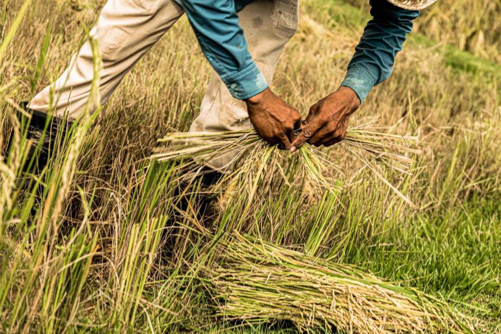 Zannier Hotels Phum Baitang - Rice Cultivation 19 - © Patricia Parinejad for Zannier Hotels