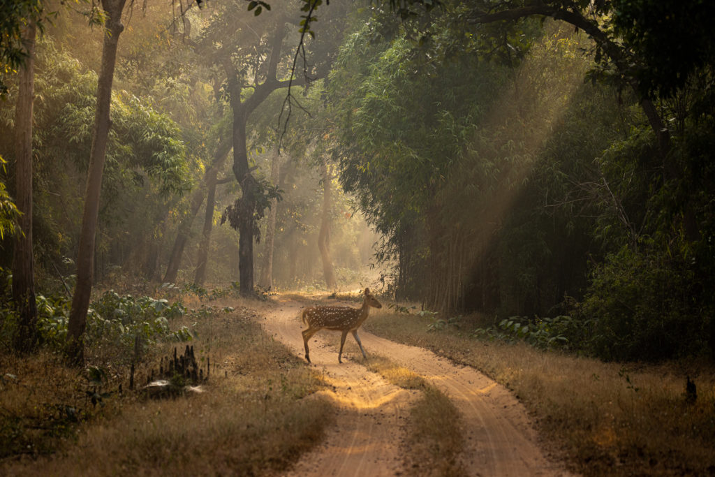 Bandhavgarh Jungle copy