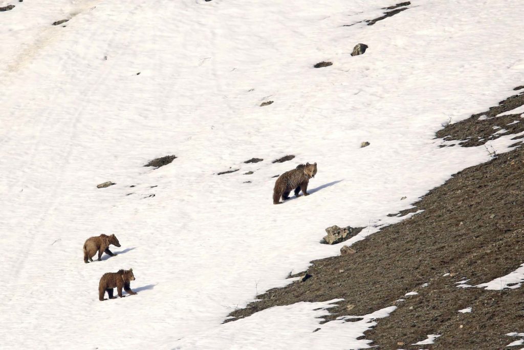 Brown Bears
