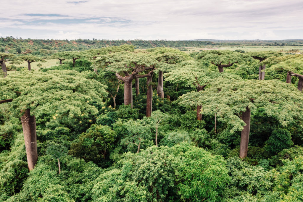 Miavana by Time + Tide - Baobab Excursion - 2500px 001