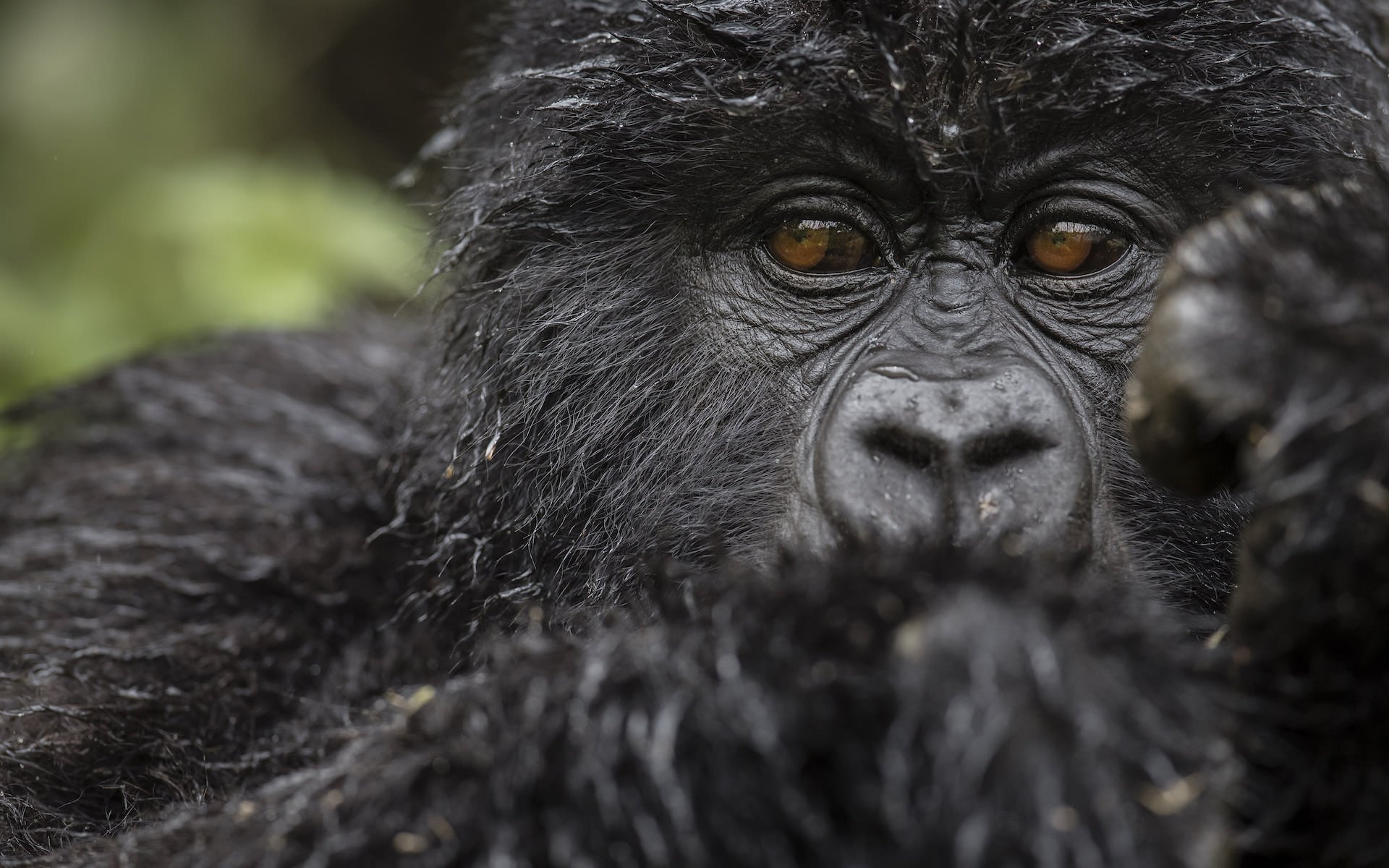 Luxury Rwanda safari experience showcasing mountain gorilla