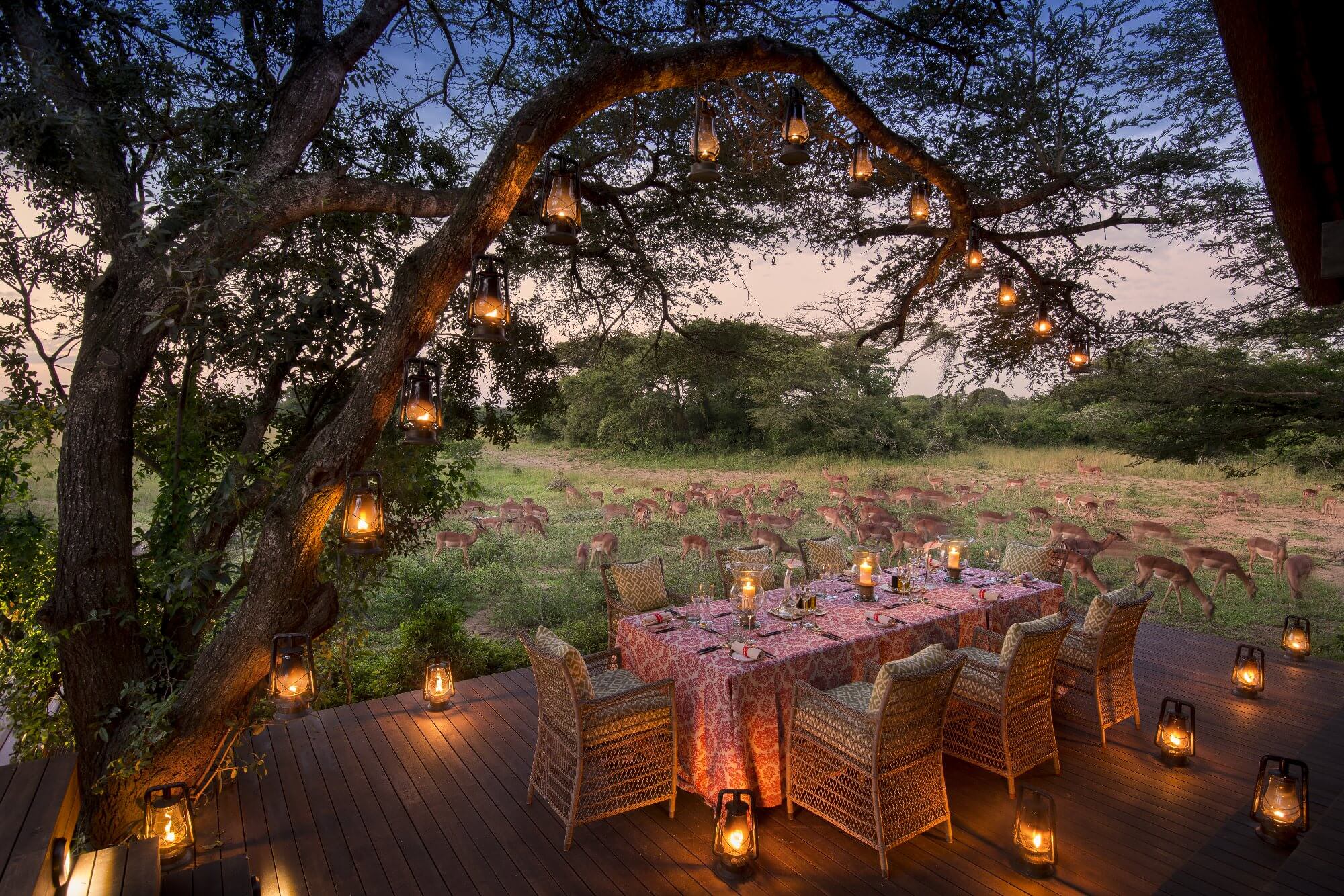South Africa luxury safari with lantern-lit outdoor dining and wildlife roaming the reserve
