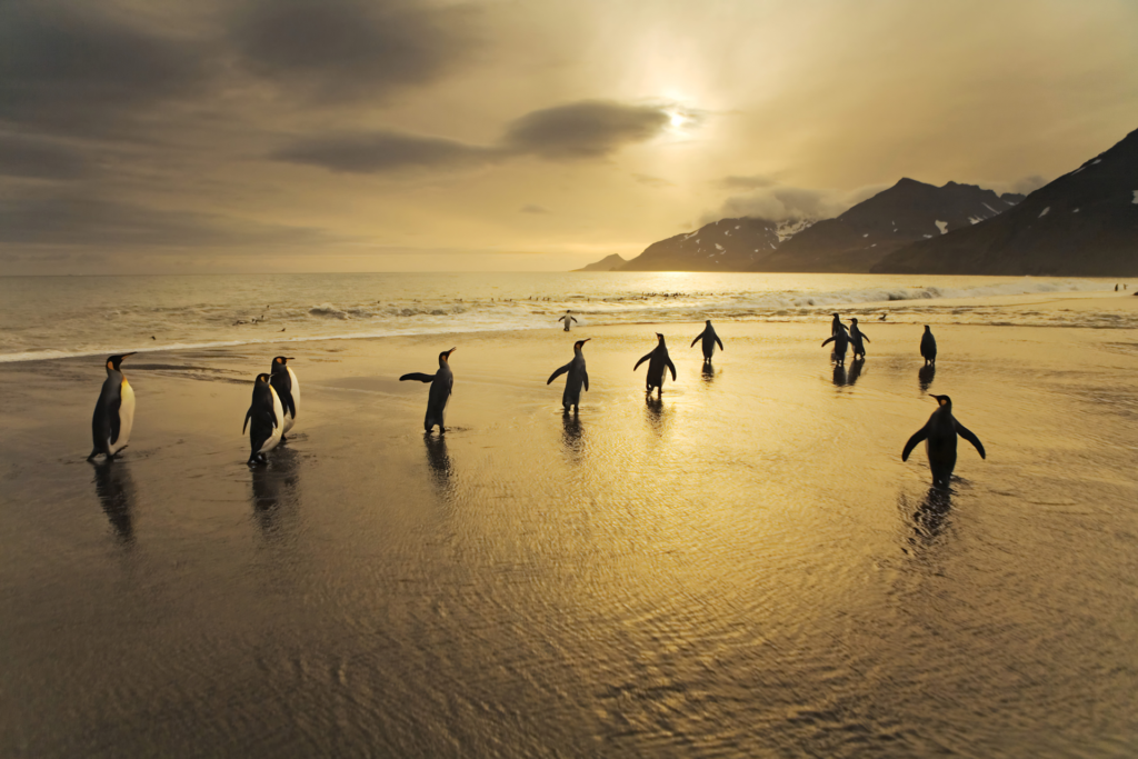 Emperor penguins walking along a golden Antarctic beach at sunset with mountains in the background