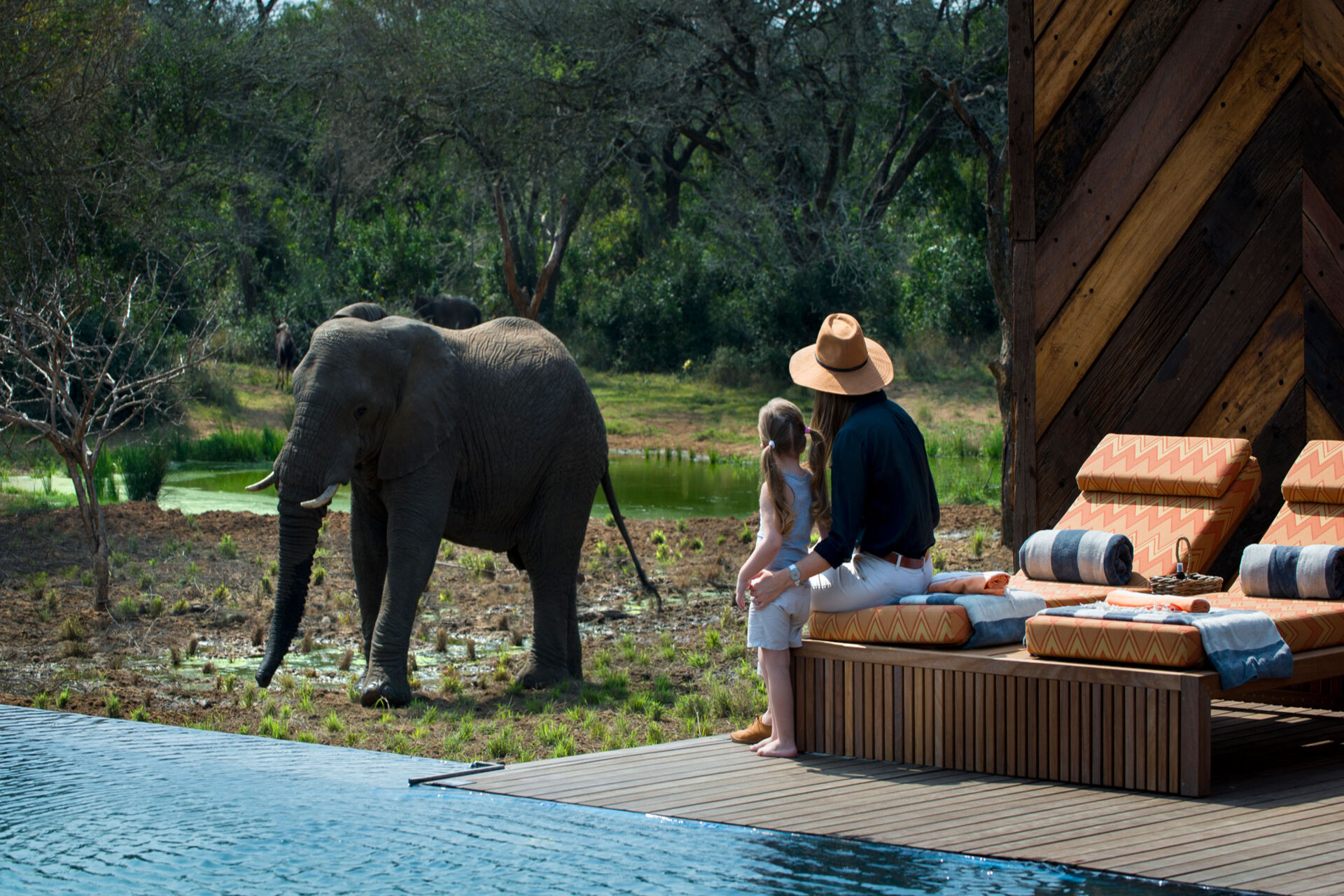 African Big Five safari experience with guests relaxing at a luxury lodge while an elephant approaches a nearby waterhole