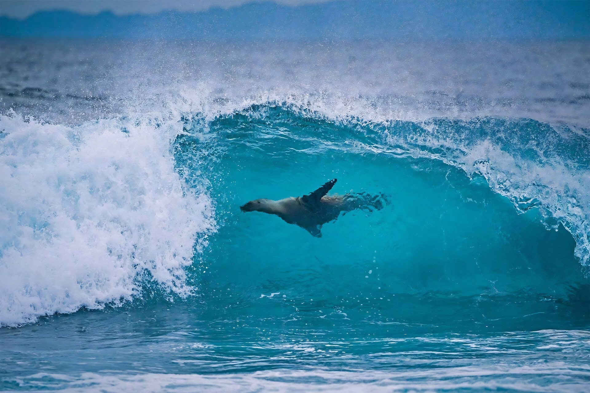 Galapagos wildlife moment capturing a sea lion swimming beneath a curling turquoise wave