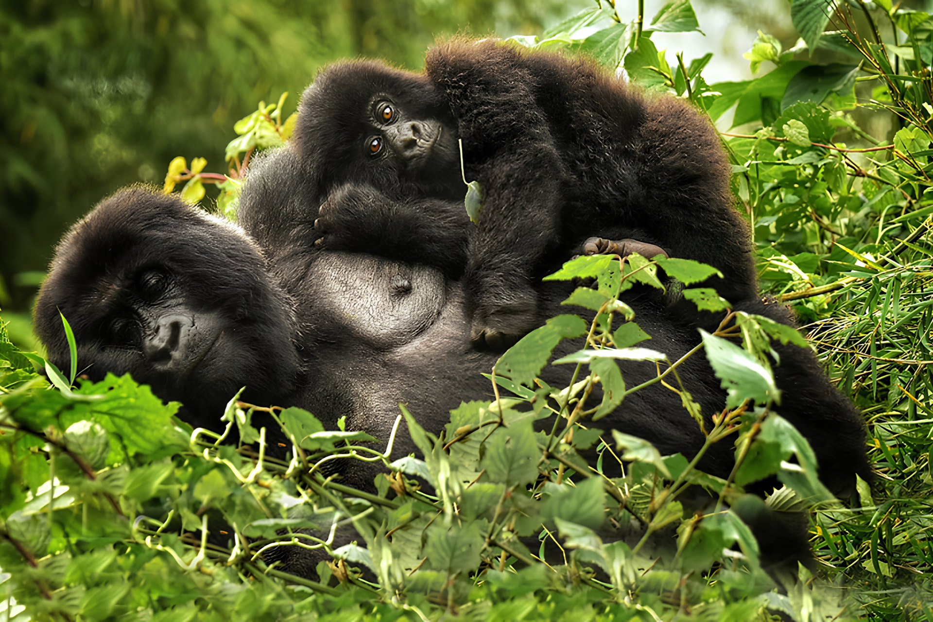 Responsible eco-tourism experience featuring a mountain gorilla resting within its natural rainforest habitat