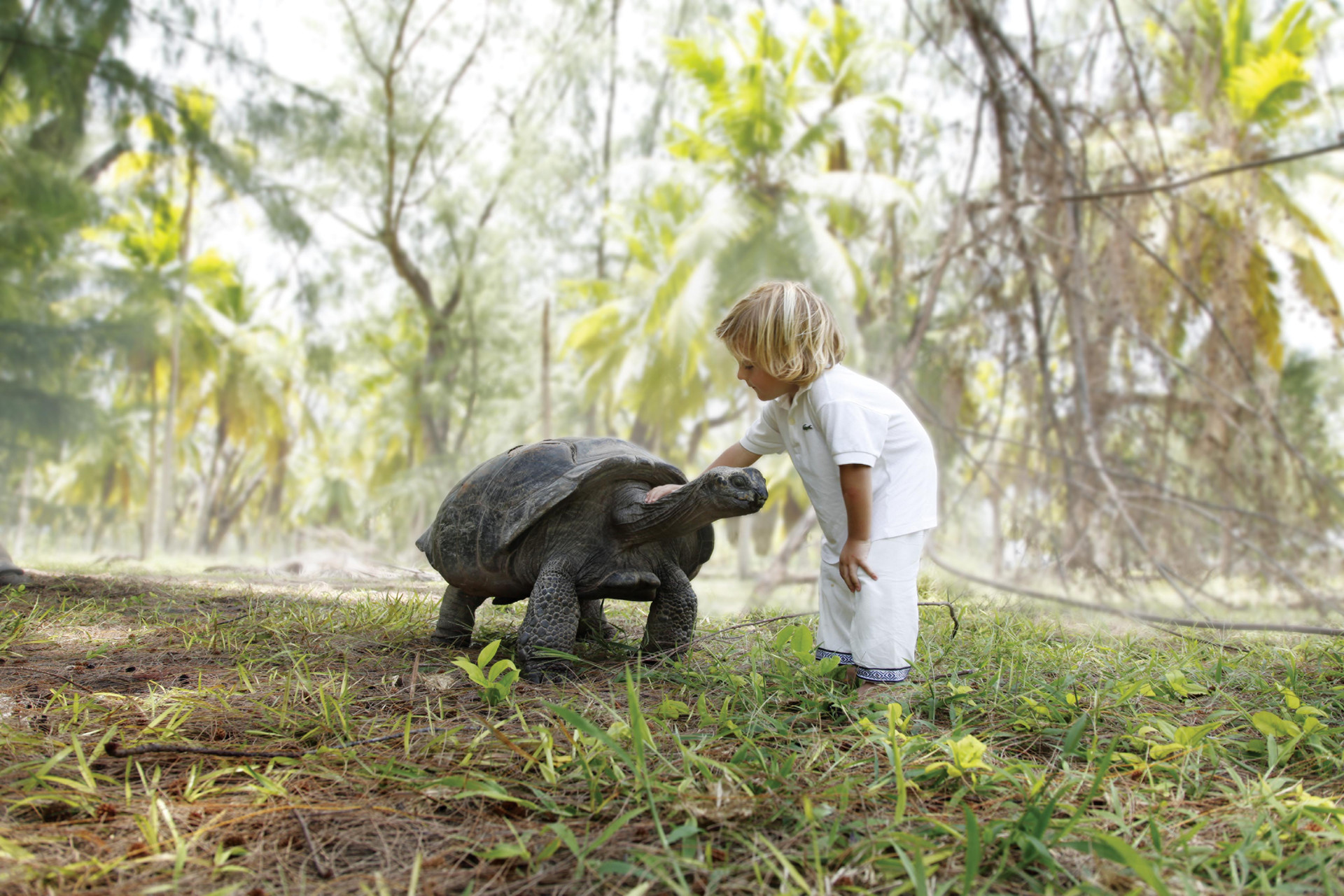 Seychelles island wildlife encounter showing a child observing a giant tortoise in a tropical forest setting