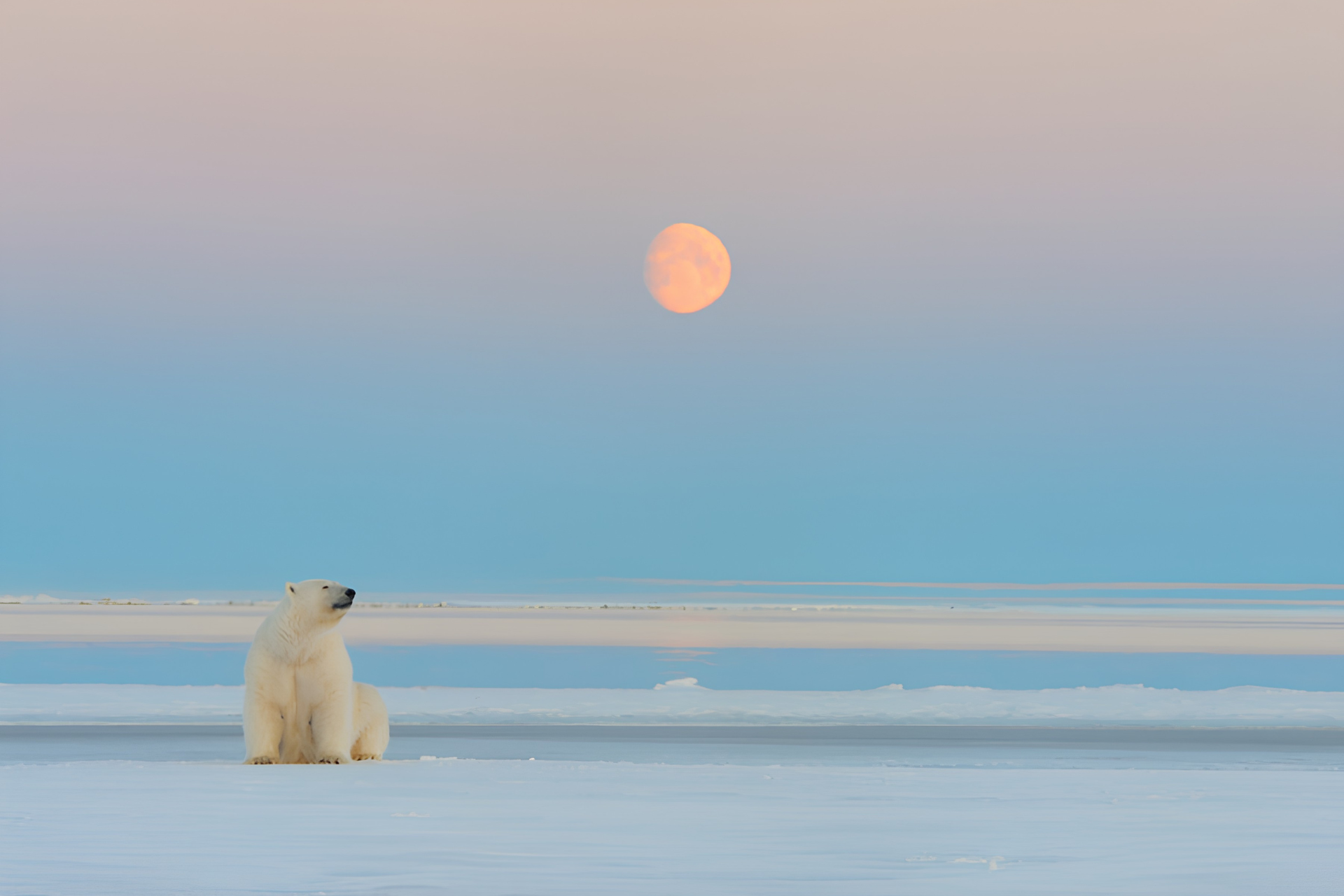 Polar bear resting on Arctic ice under a soft moonlit sky in a vast snowy landscape