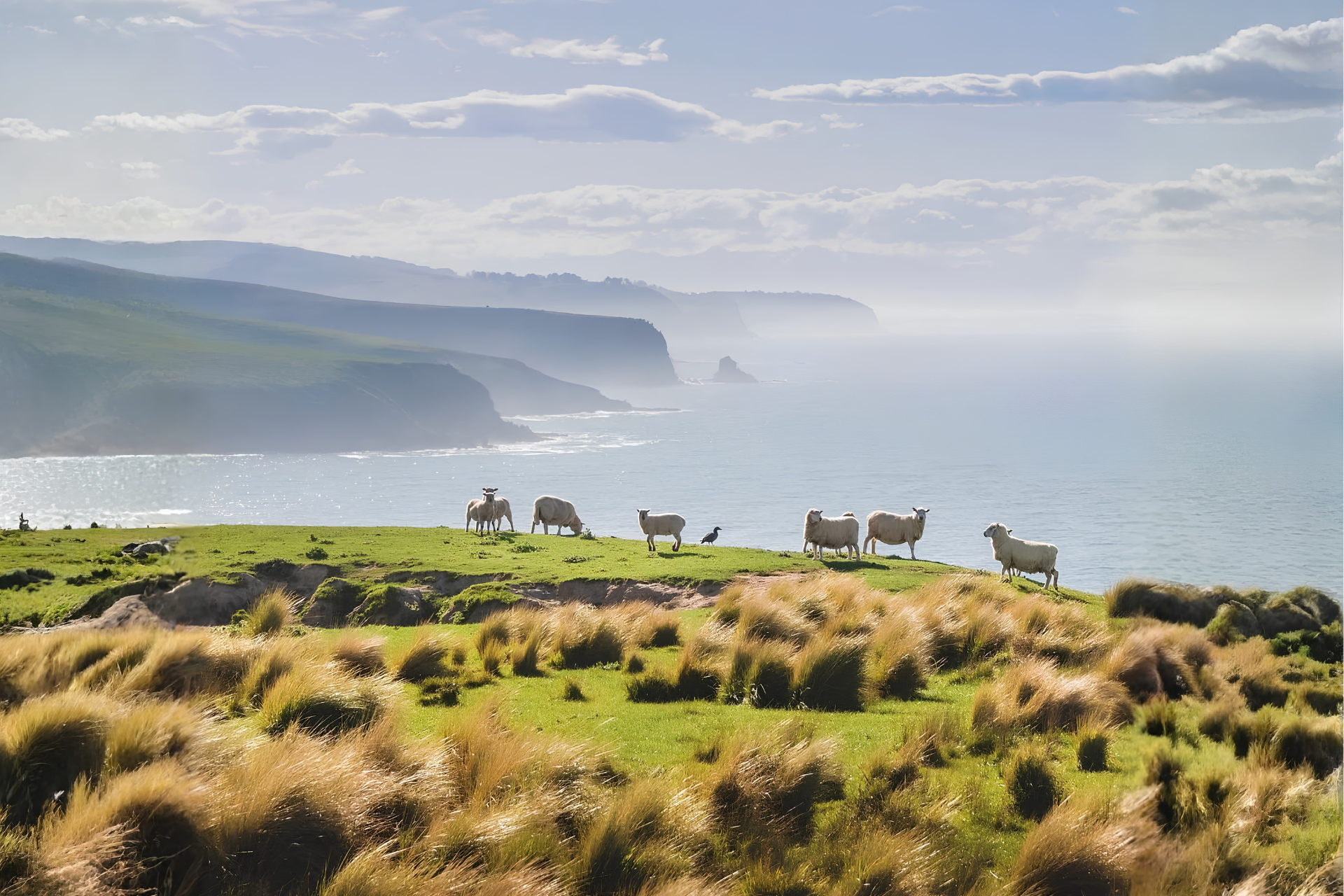 Sheep grazing on coastal farmland with ocean views, representing sustainable farm-to-table food experiences in natural landscapes