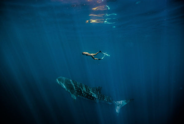Freediver swimming above a whale shark in the clear blue waters of Ningaloo Reef, Western Australia.