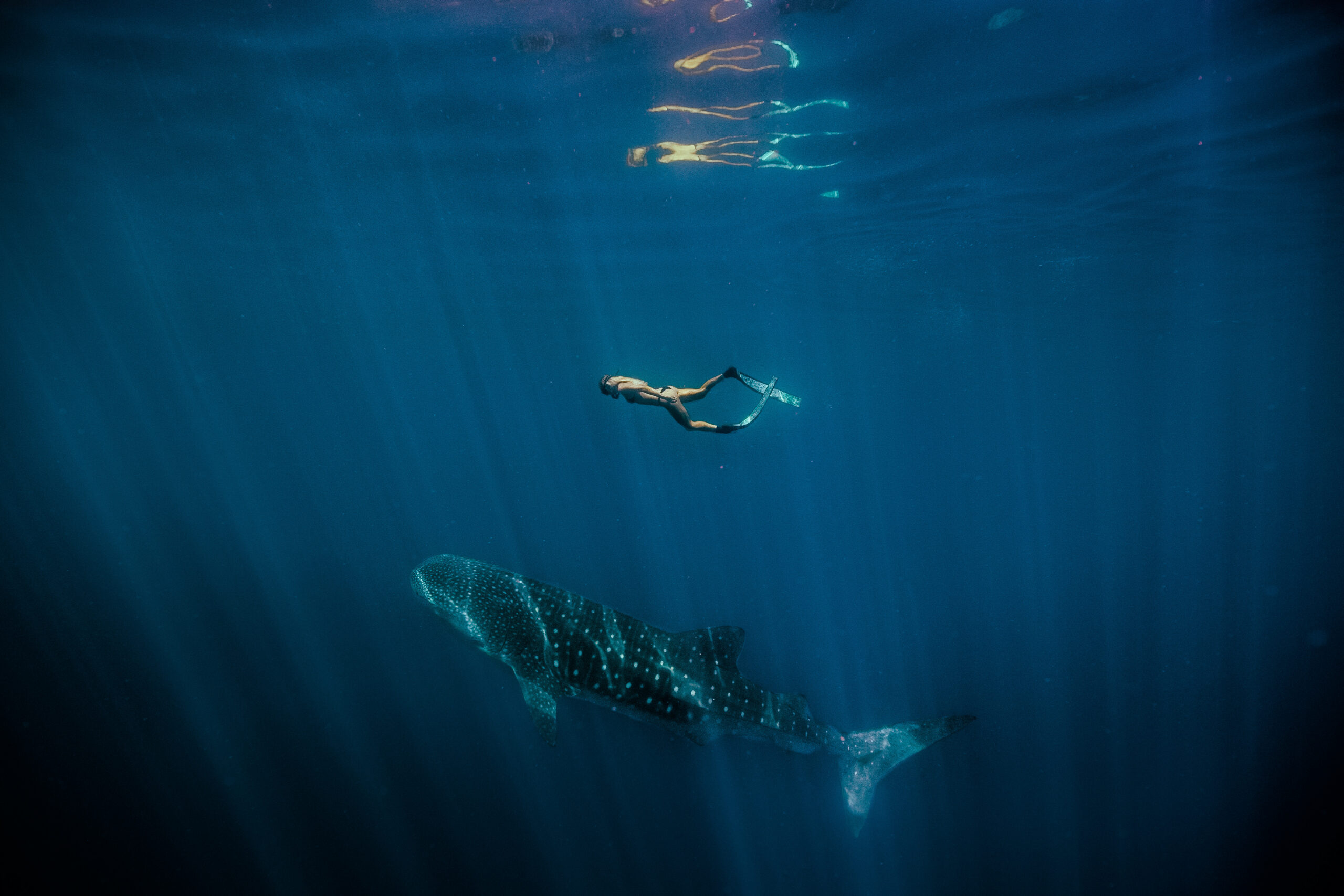 Swim With Giants on Australia’s Wild West Coast
