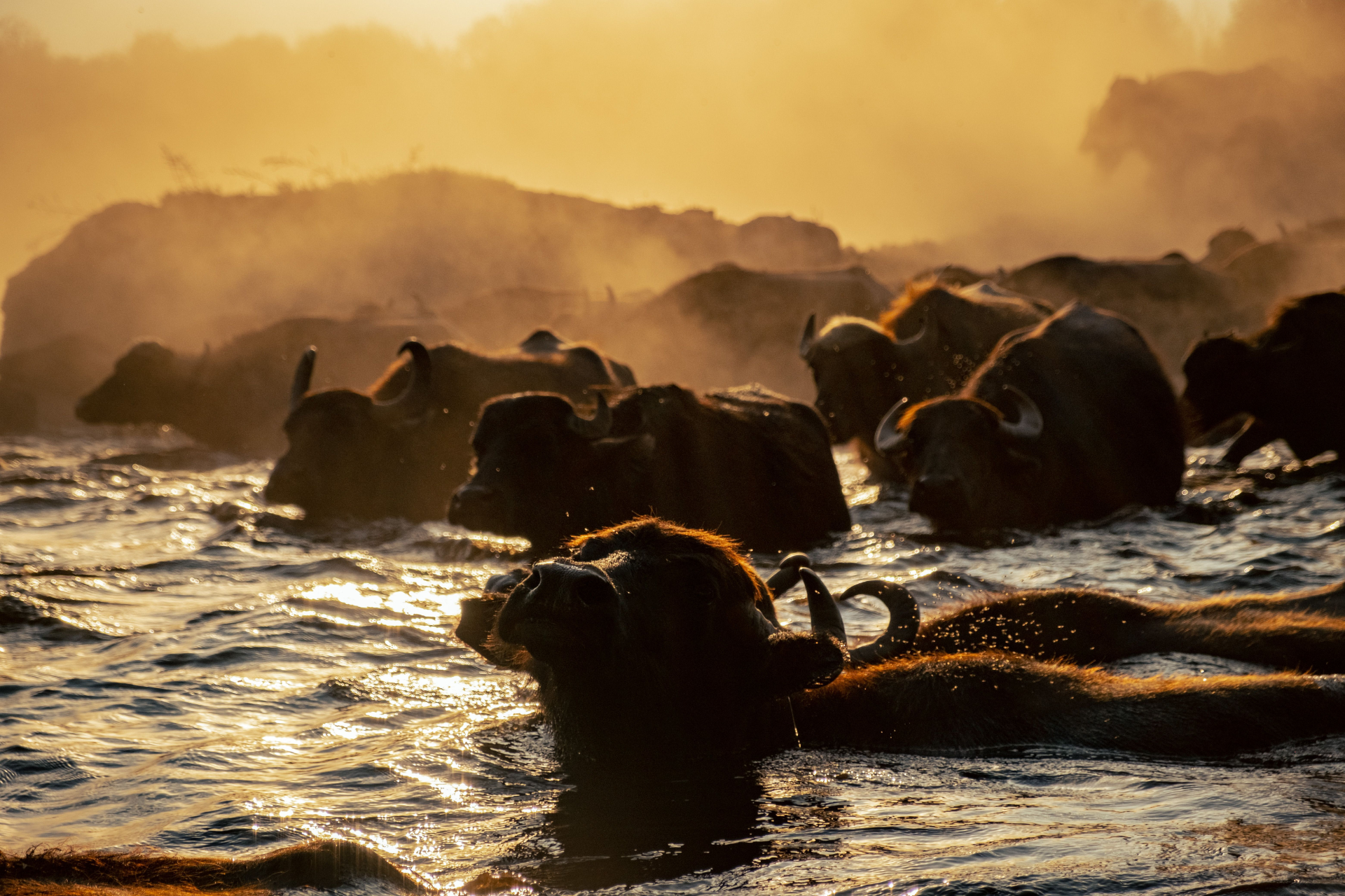 Wildebeest crossing a river during the Great Migration in golden sunset light.