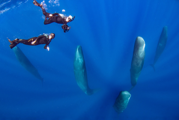 Snorkelers swimming above a group of sperm whales in the deep blue waters off Dominica.