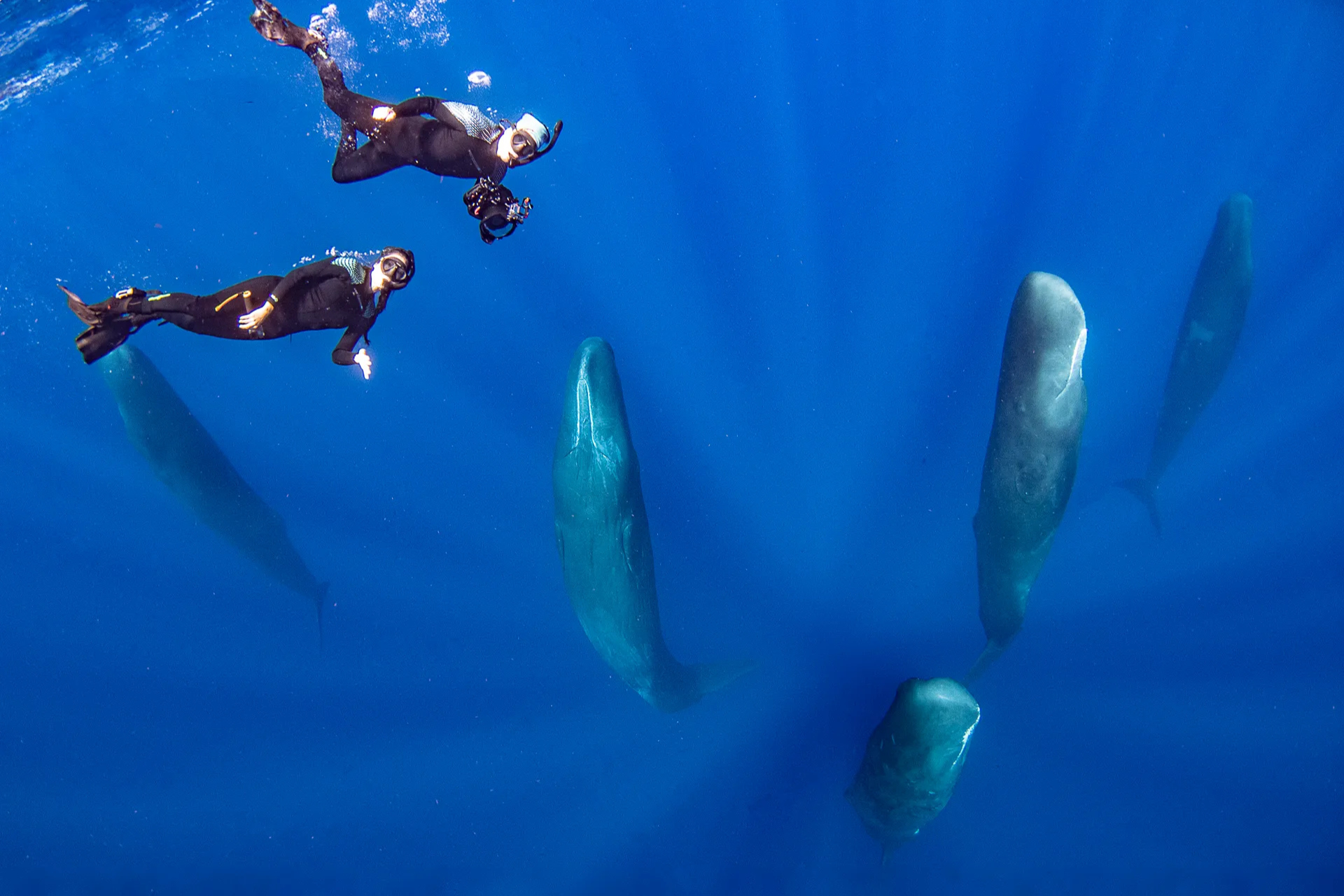 Swim with Sperm Whales in Dominica