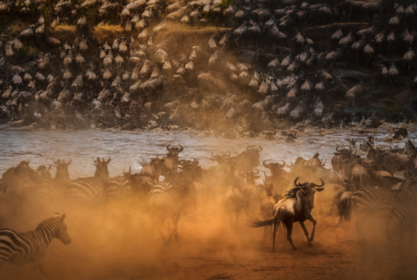 The Great Migration: When to Go and Where to Stay