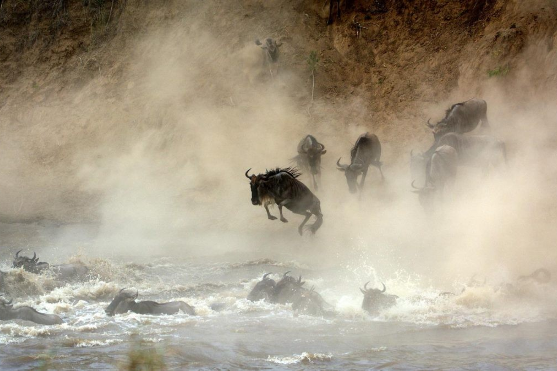 Wildebeest Crossing the Mara River During the Great Migration