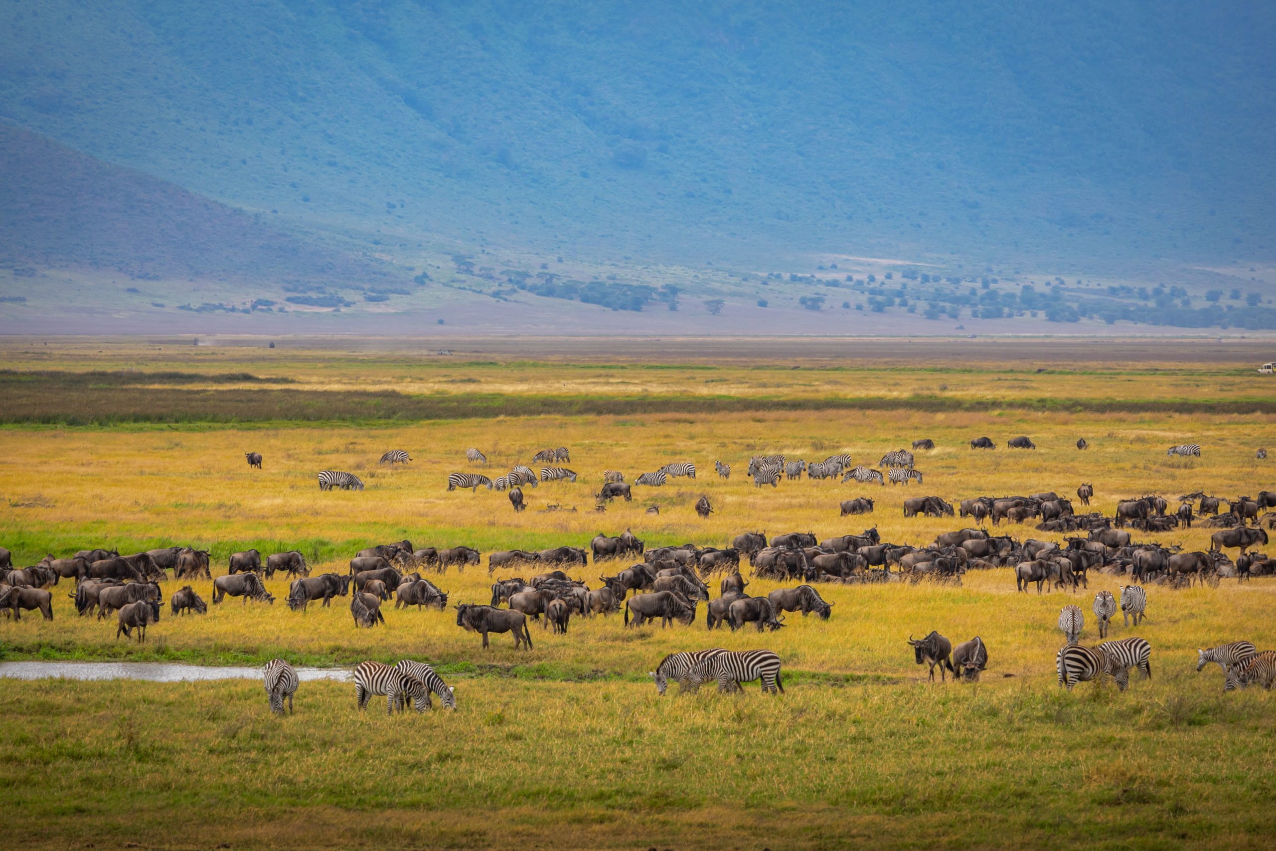Vast Wildebeest Herds Crossing the Serengeti During the Great Migration