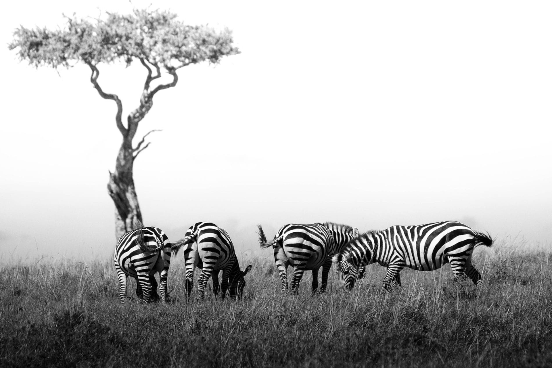 Zebras Grazing on the Serengeti Plains During the Great Migration