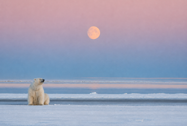 What Are Canada’s Most Amazing Wildlife And Nature Experiences?