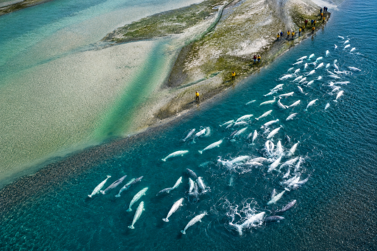 Aerial view of beluga whales swimming through turquoise waters along the Canadian Arctic coast